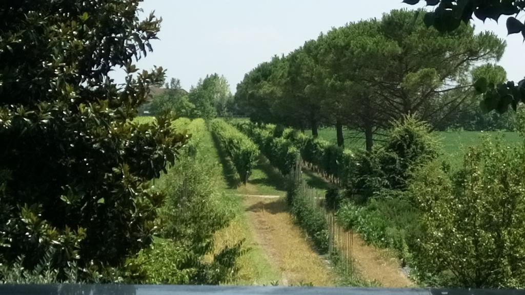 La Pioppa Agriturismo Sacile Dış mekan fotoğraf